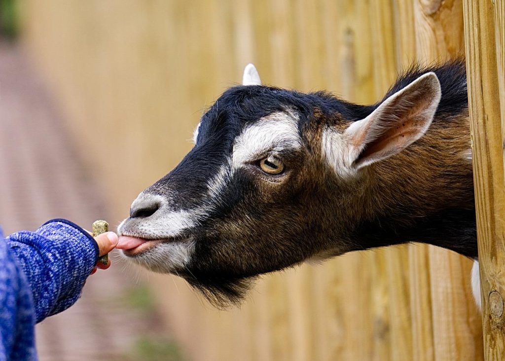 Kinderboerderij Hilversum met kinderen die dieren voeren en natuur beleven in een groene omgeving